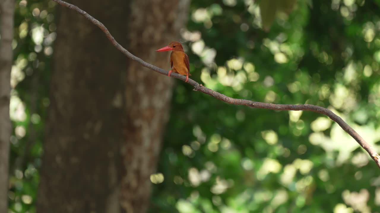 Slow-motion of Ruddy Kingfisher Perch, then Flying Down, Green Bokeh Background