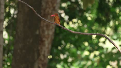 slow-motion of ruddy kingfisher perch, then flying down, green bokeh background