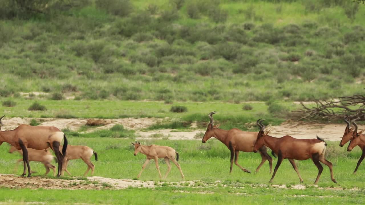 plano amplio de una manada de búfalos rojos con sus crías pasando por el marco, parque transfronterizo kgalagadi