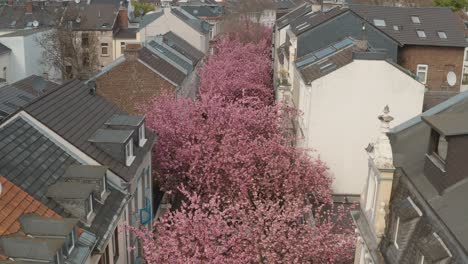 Drone---Toma-Aérea-De-Drones-De-La-Flor-De-Cerezo-Kirschbluete-En-Heerstraße-Heerstreet-Breitestraße-Bonn-Turismo-25p