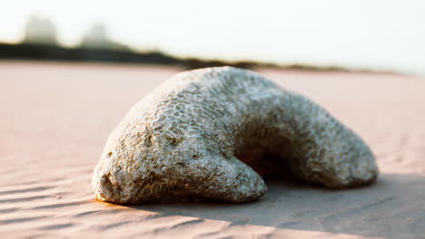 close-up of a piece of coral on a sandy beach at sunset