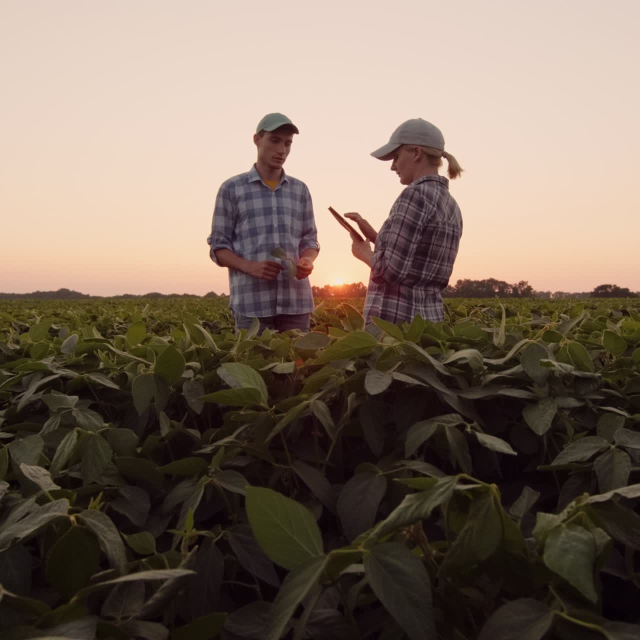 amplia vista de los agricultores que trabajan en el campo al atardecer usando una tableta