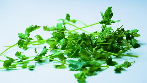 green coriander leaves fall onto a white clean surface building up a big pile in slow motion