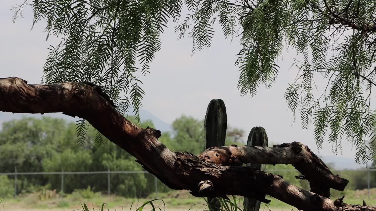 en espacios desérticos que son verdes y al mismo tiempo secos porque el desierto lo mueve de esa manera