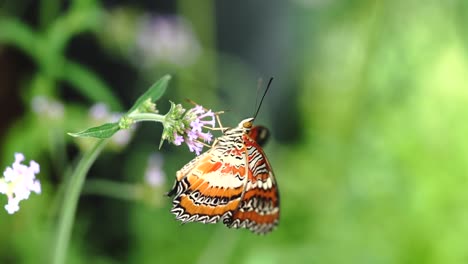 Schmetterling-Auf-Blume