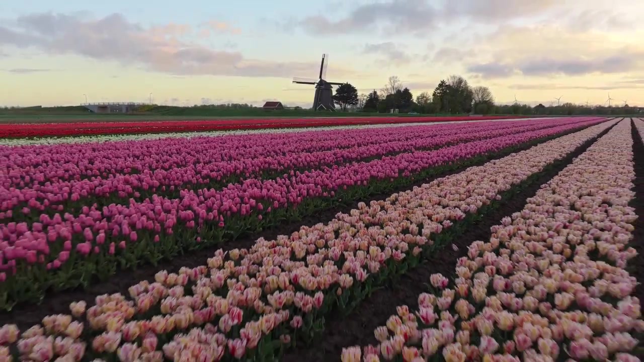 Drone che vola basso sopra campi di tulipani colorati nei Paesi Bassi all'alba