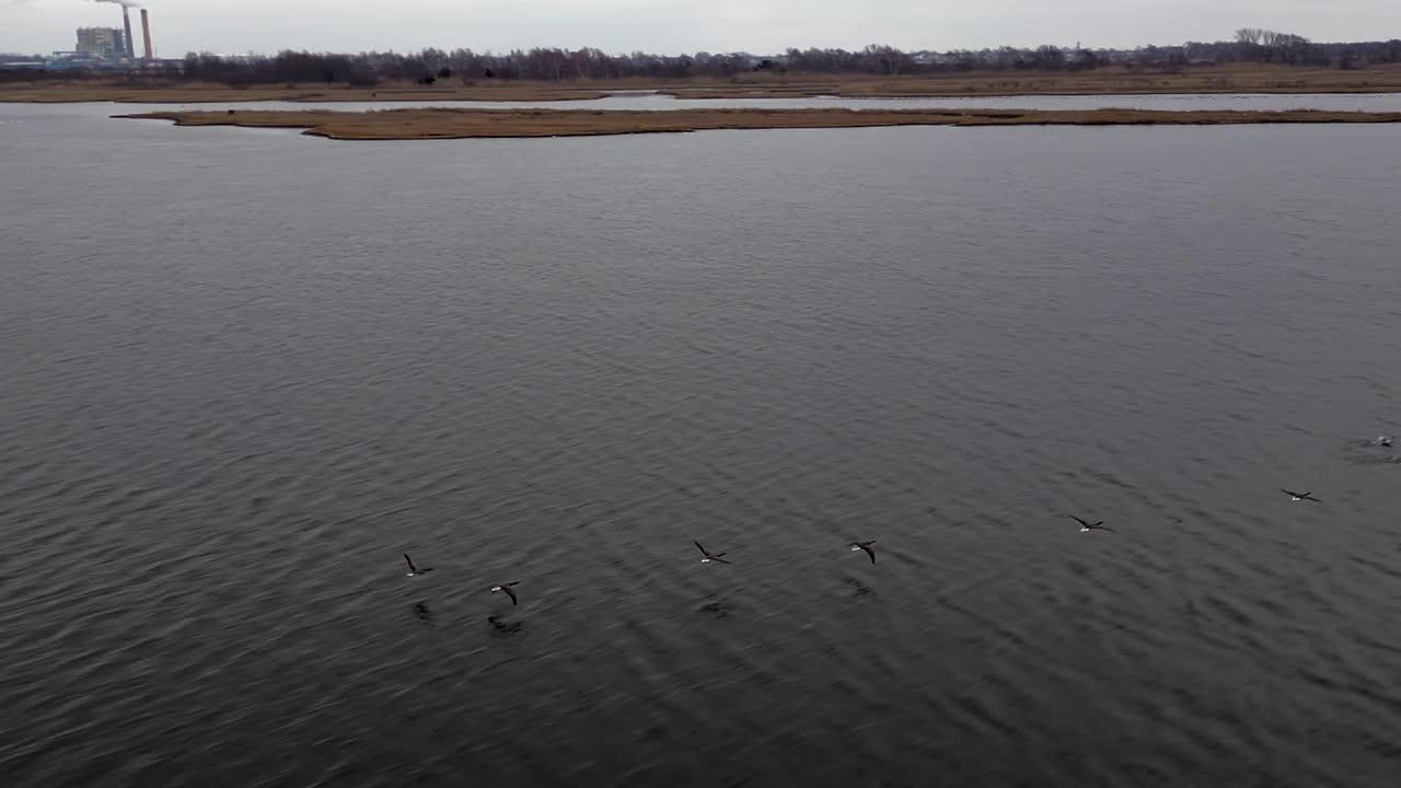 un tiro de ángulo bajo siguiendo pájaros volando sobre un pantano de agua en un día nublado