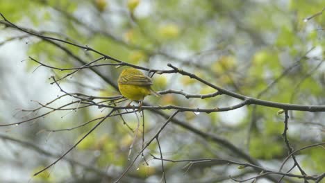 view of yellow warbler, little yellow bird jumping on a branch on a rainy day