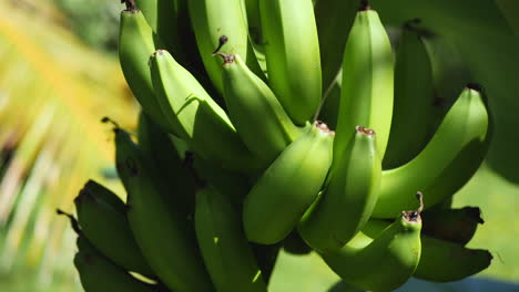 Slow-tracking-shot-up-large-bunch-of-green-bananas-growing-in-New-Caledonia