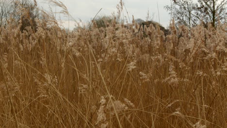 Mittlere-Aufnahme-Von-Schilf,-Das-Sich-Im-Wind-Im-Feuchtgebiet-Naturschutzgebiet-Am-Fluss-Ant-Bei-Den-Norfolk-Broads-Bewegt