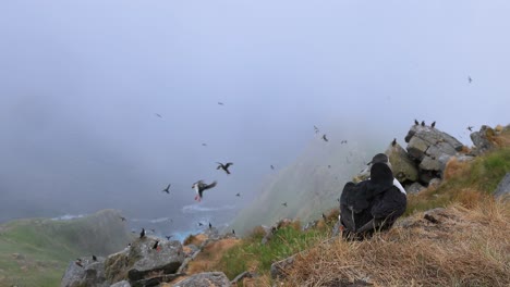 Atlantic-puffin-(Fratercula-arctica),-on-the-rock-on-the-island-of-Runde-(Norway).