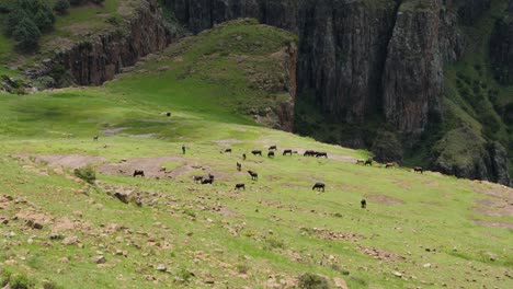 Cows-graze-green-pasture-grass-as-bird-soars-over-deep-rugged-canyon