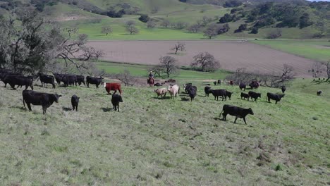 As-the-cattle-walk-up-the-hill-in-a-wide-shot,-a-cowboy-rides-between-them