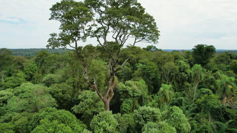 un increíble árbol de palo de rosa, que muestra su grandeza dentro de la selva tropical