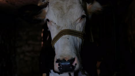 Standing-cow-in-barn