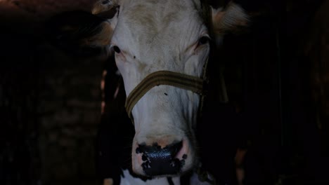standing cow in barn