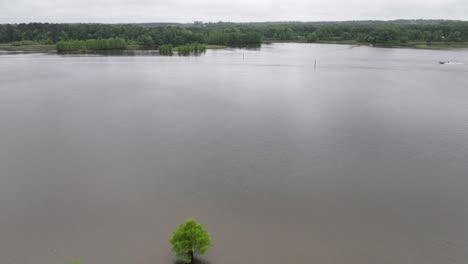 Ciprés-Calvo-Que-Crece-En-Aguas-Del-Lago-Eufaula-En-La-Línea-De-Alabama,-Georgia-Capturada-En-5k