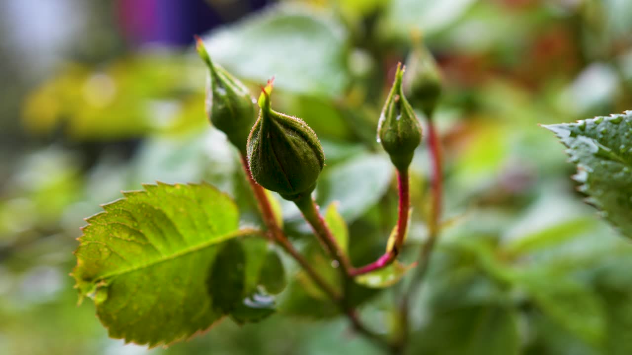 Close-up shot of red rosebuds ready to bloom in the springtime with shallow depth and rain in the background