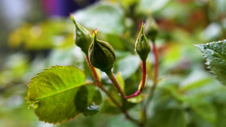 Primo piano di boccioli di rosa rossi pronti a sbocciare in primavera con profondità di campo ridotta e pioggia sullo sfondo