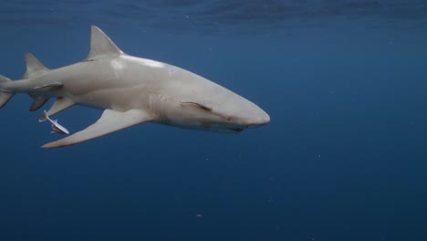 tiburón limón con lesión por erupción en la hélice nada cerca