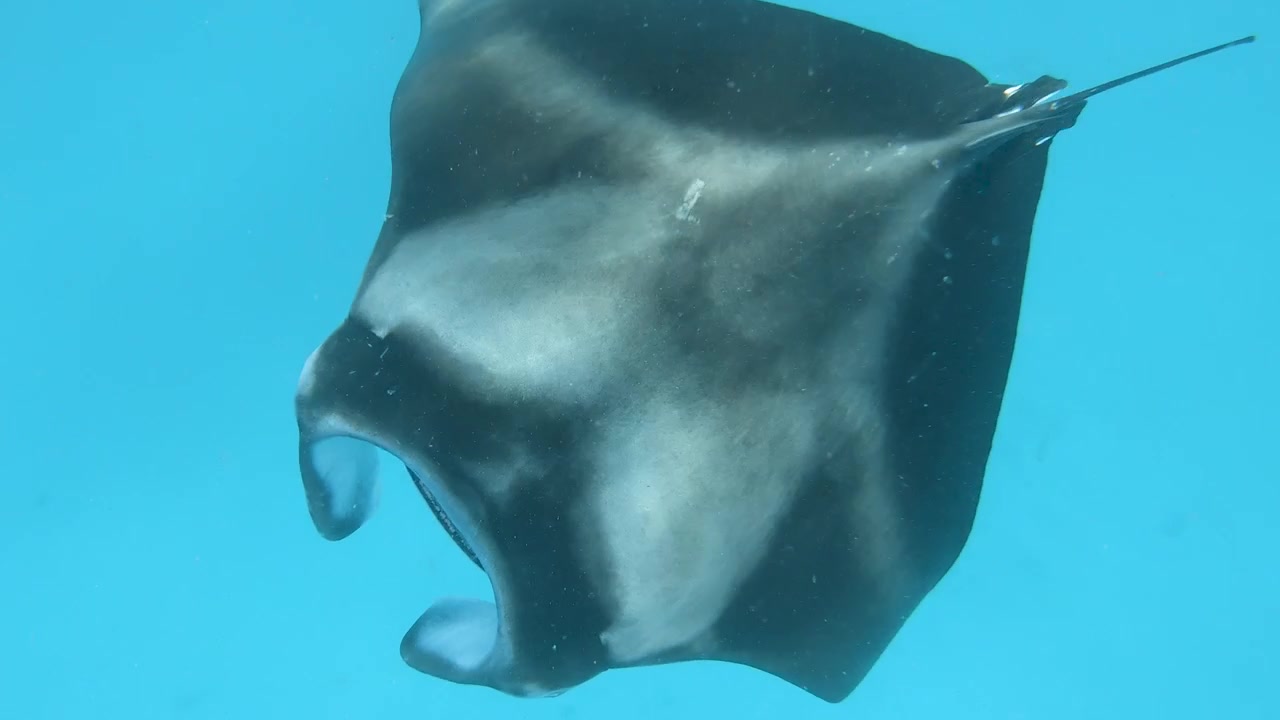 Plano secuencia siguiendo una manta raya en primer plano a través de agua turquesa clara en las Maldivas, revelando sus distintivas puntas de aleta y aletas cefálicas.