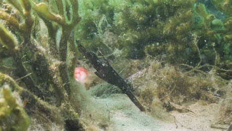 marine animal robust ghost pipefish in its natural habitat