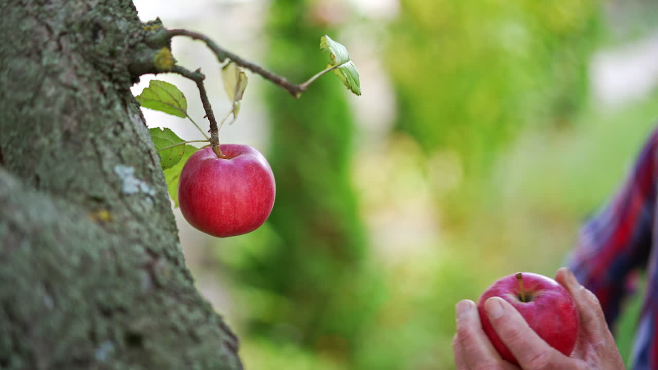 Beautiful ripe red apples hanging from a tree trunk. Male hands picking fresh organic fruit. Blurred backdrop.