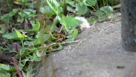 Wasp-uses-front-legs-to-navigate-across-grass-and-concrete-landscape,-prepares-to-take-off-in-flight