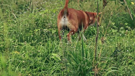 un perro marrón rastreando un olor entre la hierba verde en el prado, momentos sinceros de la vida rural