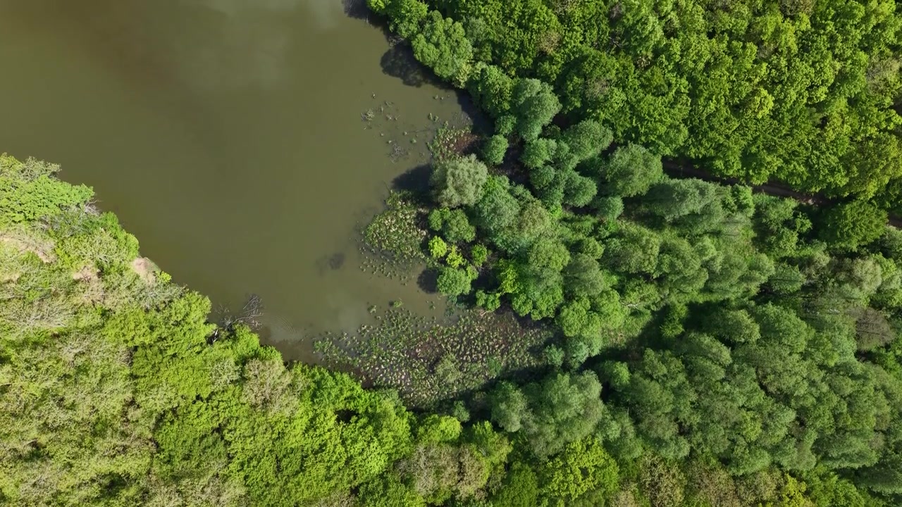 Una perspectiva aérea muestra un dosel forestal exuberante y denso que se encuentra con el borde de un lago pantanoso oscuro y turbio en la naturaleza