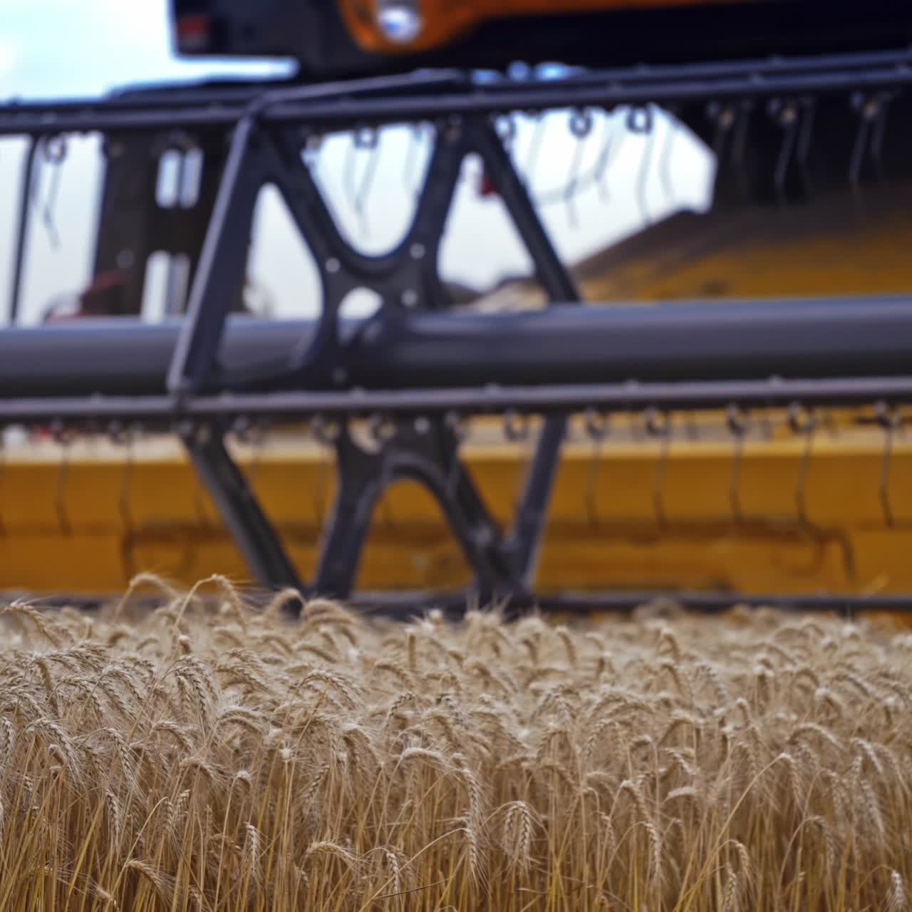 Combine Harvester Cutting Wheat. Harvester machine harvest wheat during work in field