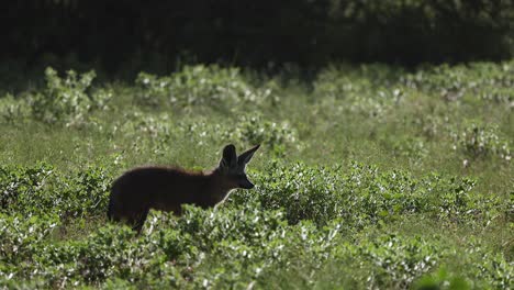 backlit silhouette: bat-eared fox profile in sunny green savanna grass
