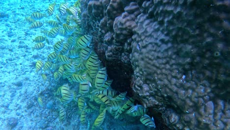 group of convict tang fish on the reef under the sea