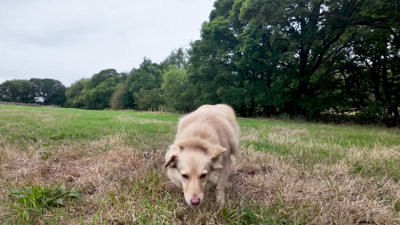 Lovely Indian Spitz cross breed enjoying a walk on a field, near a lush forest, on a cloudy day