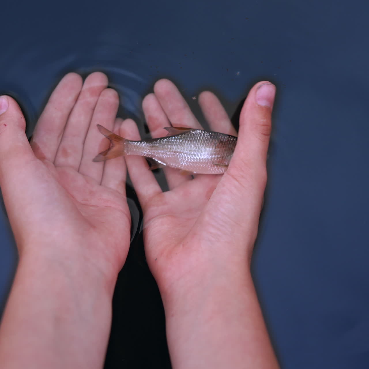 Small fish on man's palms over blue water background. Hands let down fish into the water and it swims away into the river.