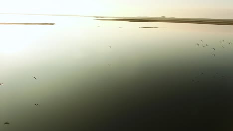 birds flying over a calm lake at sunrise/sunset