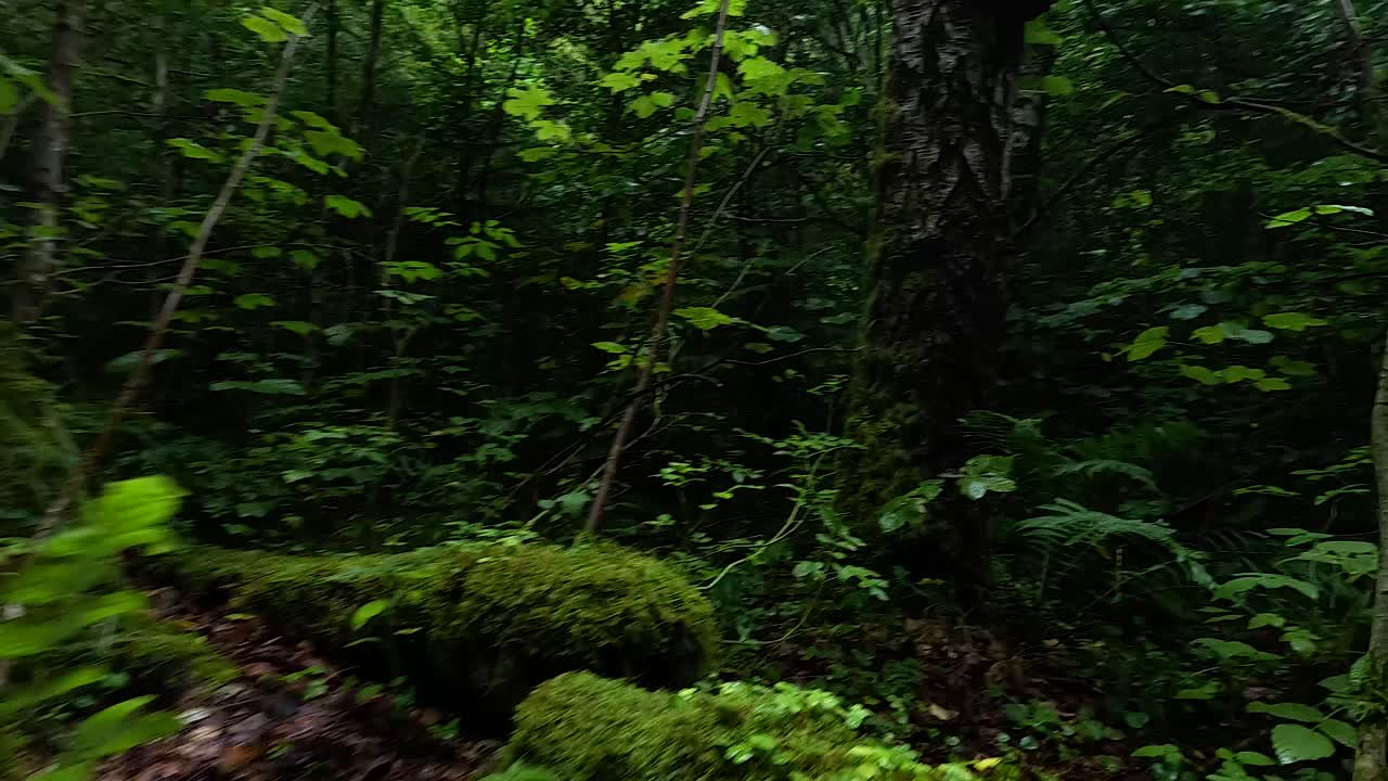Fitta vegetazione e sottobosco coperto di muschio