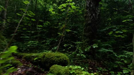 vegetación densa y suelo forestal cubierto de musgo