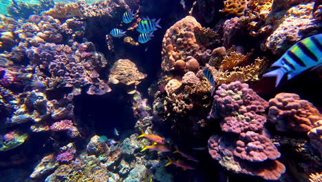 Panning-shot-of-beautiful-underwater-world-with-corals-and-tropical-fishes-in-Sharm-El-Sheikh,-Egypt