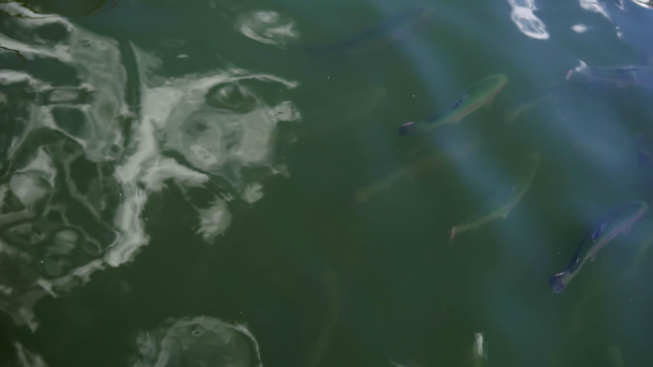 어두운 물에서 헤엄치는 물고기