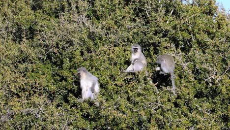 mono vervet relajándose y disfrutando de la luz del sol en un árbol, sudáfrica