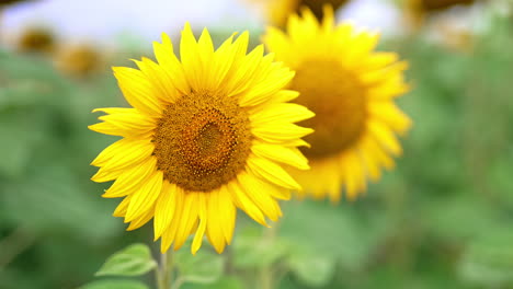 busy bee full of pollen falling from a sunflower. two bright blossoming flowers swaying in the wind at farmlands. close up.