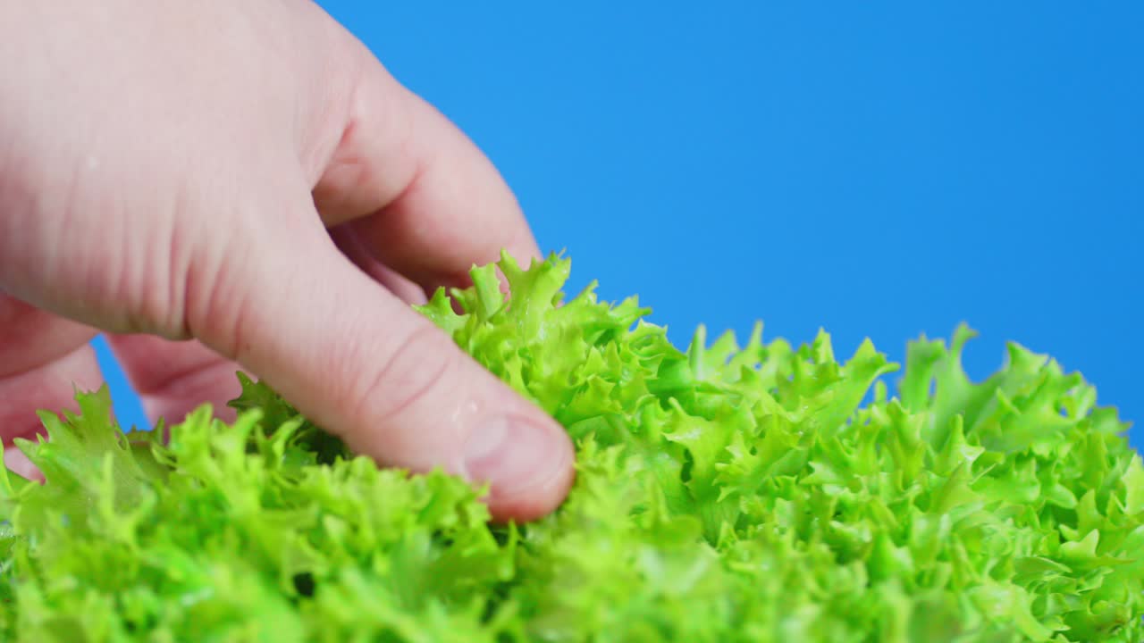 남성의 손은 사탕수수 잎을 만져요.