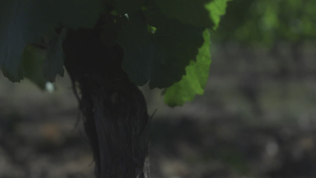 Roots of a single grape vine running into soil