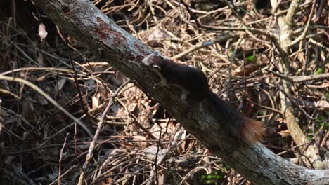 Seen-biting-off-the-bark-of-a-diagonal-fallen-branch-and-then-changes-position