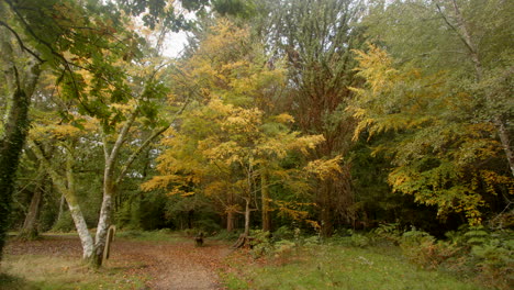 Wide-shot-of-trees-at-Blackwater-Arboretum-with-footpath