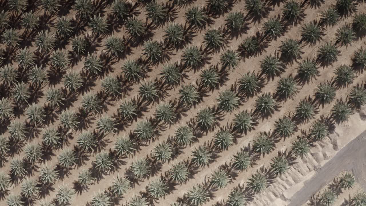 Aerial View of a Date Palm Plantation