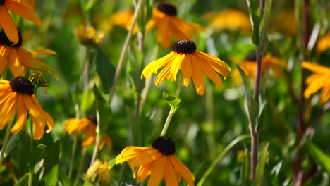 black-eyed susans in a field