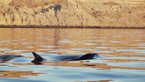 Orca-Kommt-An-Die-Oberfläche,-Um-In-Patagoniens-Superruhigem-Wasser-In-Zeitlupe-Zu-Atmen