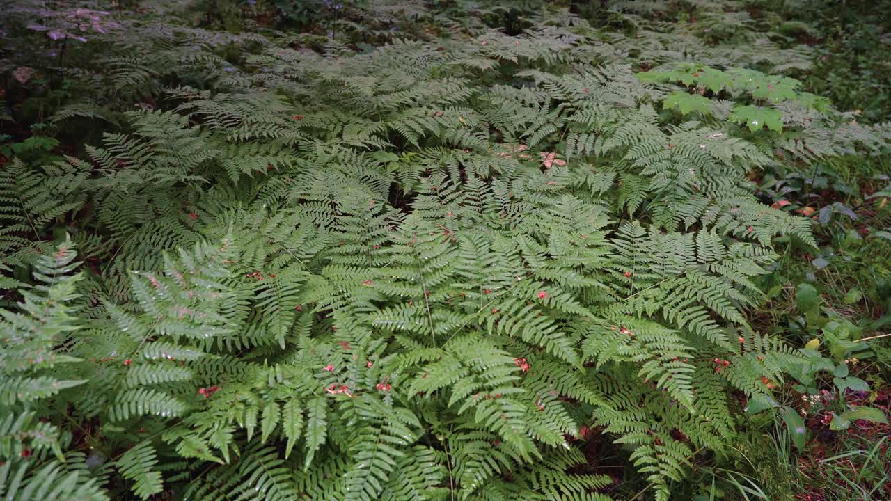 Green ferns, bushes, and other plants growing in the dense forest, close-up shot